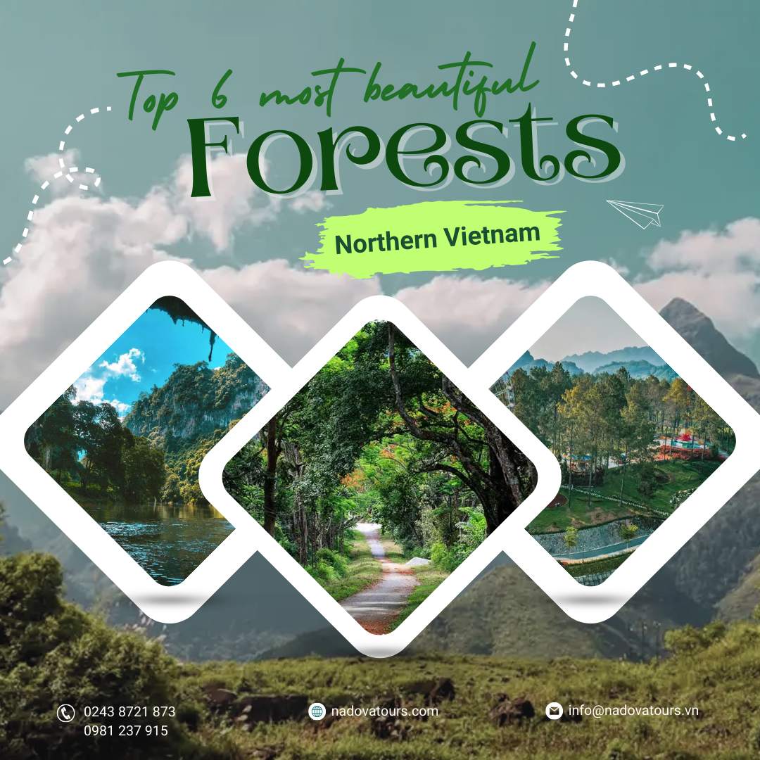 Forests in Northern Vietnam